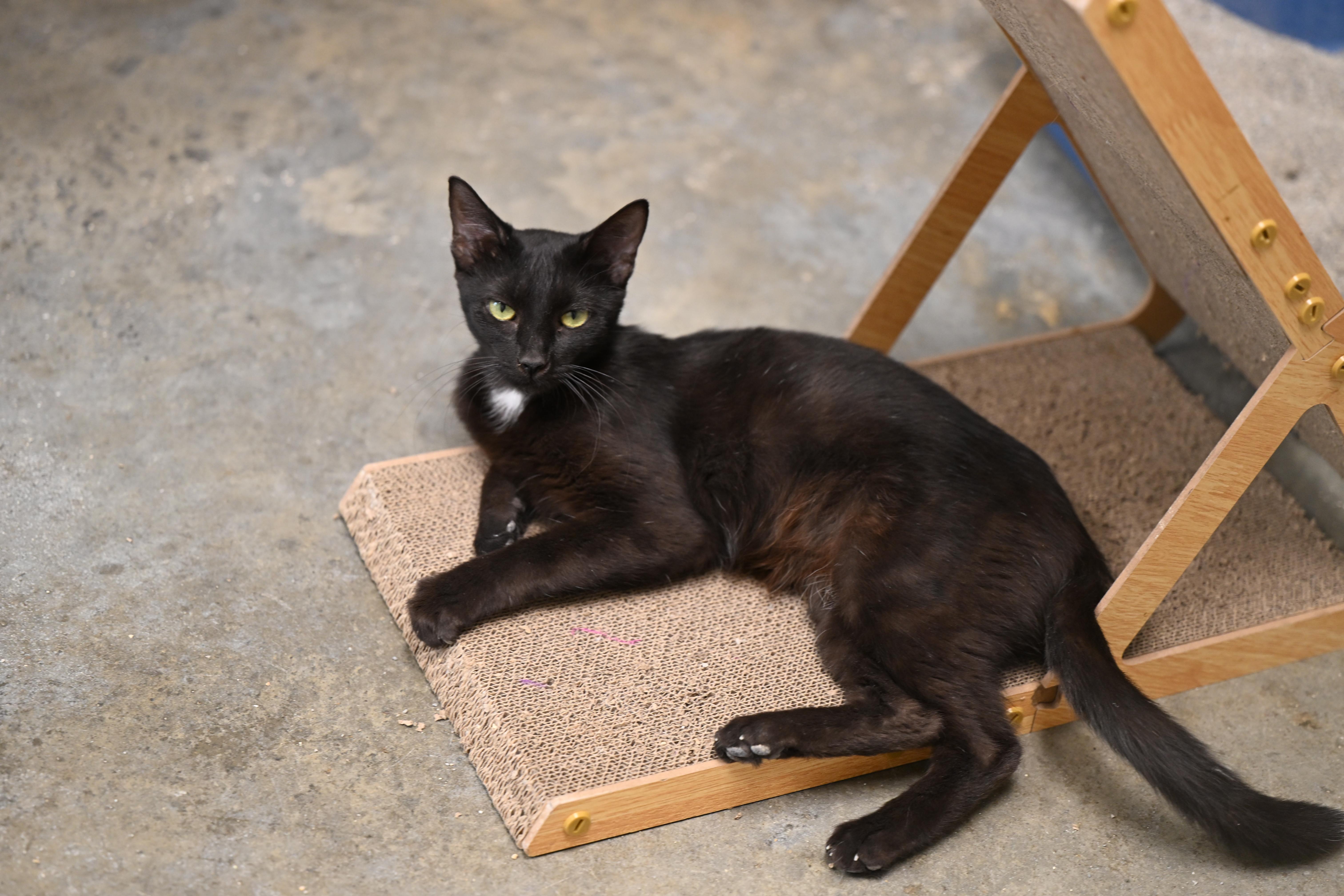A young small-sized female Black Domestic Short Hair cat named Elvira for adoption in Hot Springs, AR