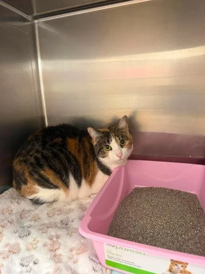 An adult large-sized female Domestic Short Hair cat named Athena for adoption in Annapolis, MD