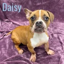 An adult medium-sized female Brown / Chocolate American Bully dog named Daisy for adoption in Pleasantville, NJ