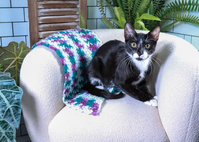 A young medium-sized male Black & White / Tuxedo Tuxedo cat named Orlyk for adoption in Parker, TX