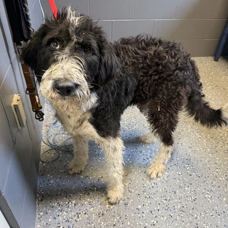 A young large-sized male Black Poodle dog named Tuscstray for adoption in Tuscaloosa, AL