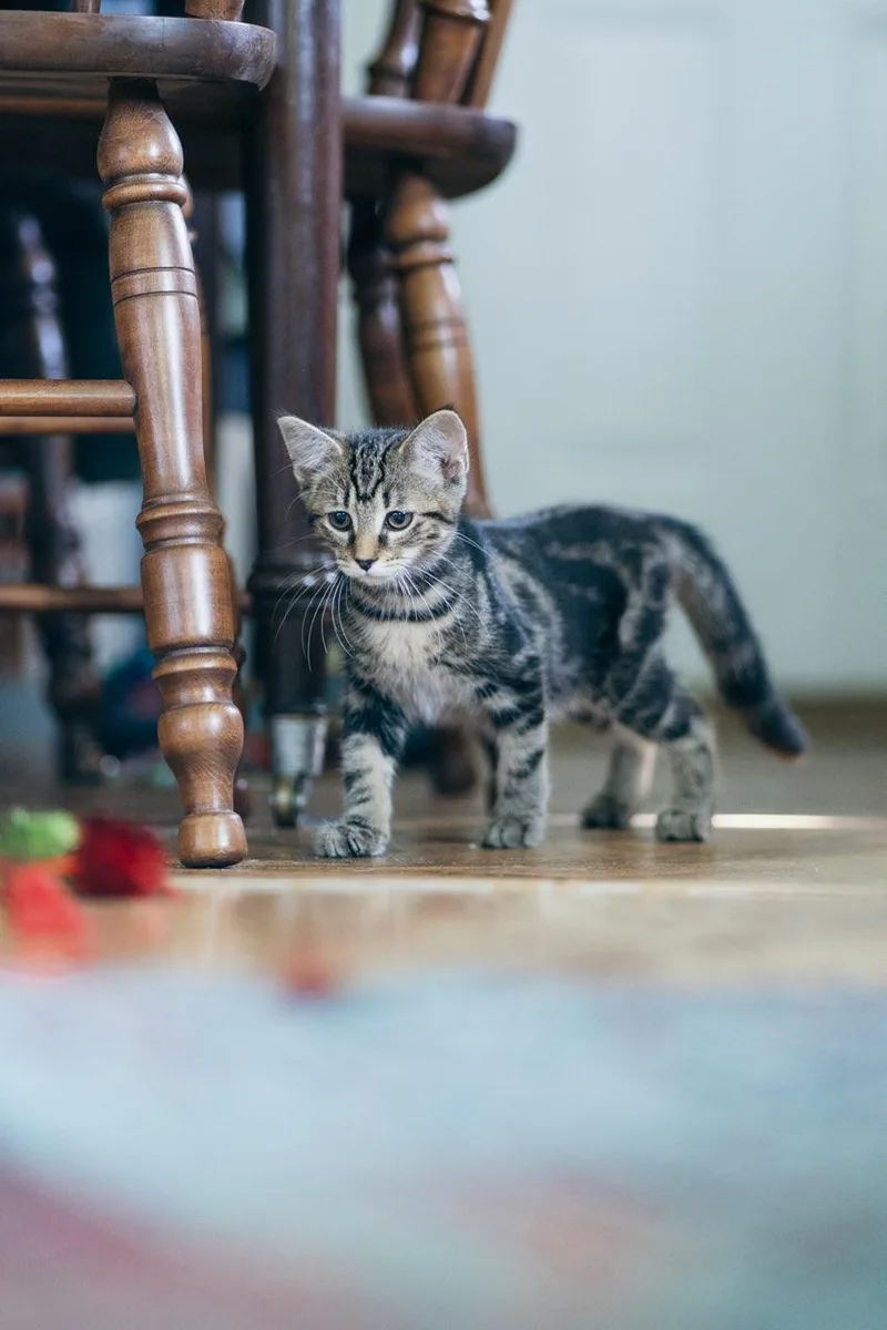 A young small-sized female Tabby (Brown / Chocolate) American Shorthair cat named Minvera for adoption in Erwin, TN