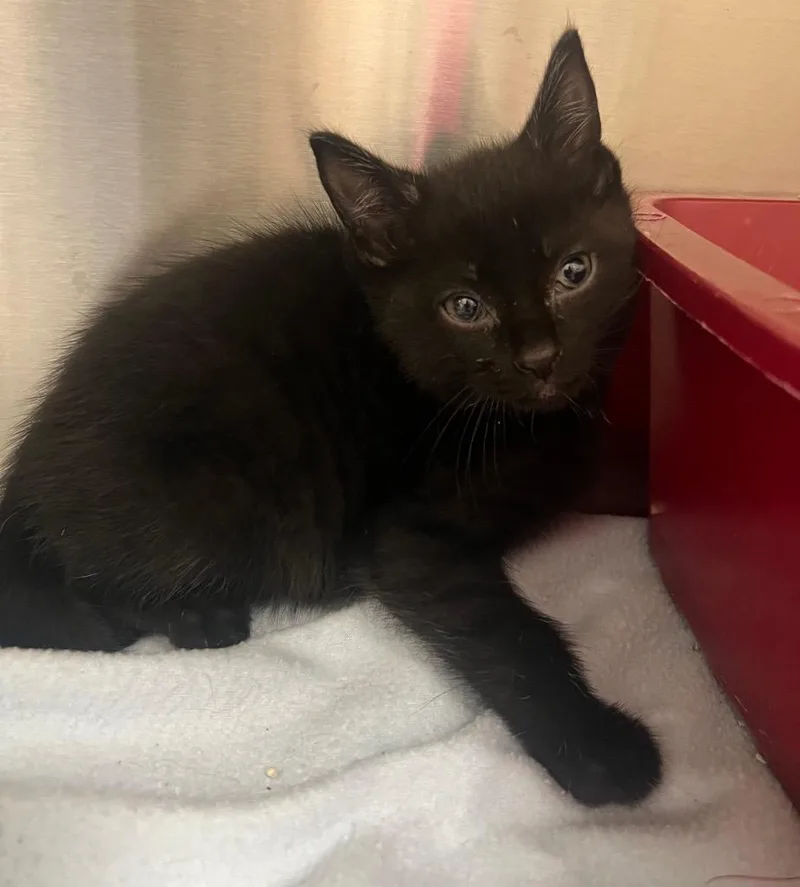 A baby medium-sized male Domestic Short Hair cat named Pokemon  Charmander  for adoption in Greeneville, TN