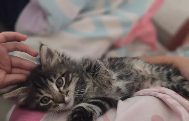 A baby medium-sized female Tabby (Brown / Chocolate) Domestic Short Hair cat named Trixie for adoption in Fruit Heights, UT