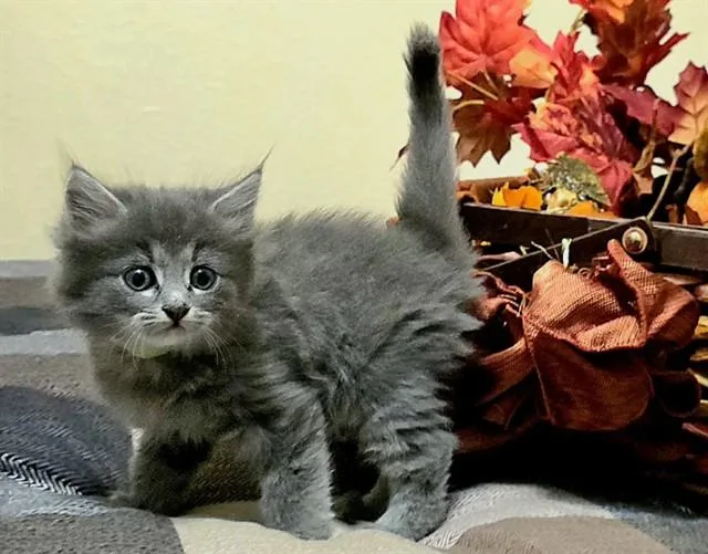 A baby small-sized female Domestic Long Hair cat named Maple for adoption in Pueblo, CO