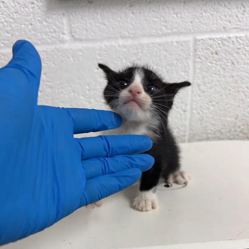 A baby small-sized male Black American Shorthair cat named Zinc for adoption in Edinburg, TX