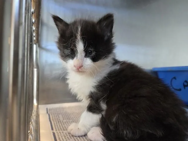 A baby small-sized female Domestic Medium Hair cat named A for adoption in Martinez, CA