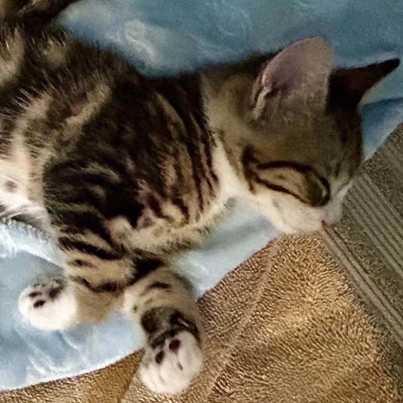 Simon