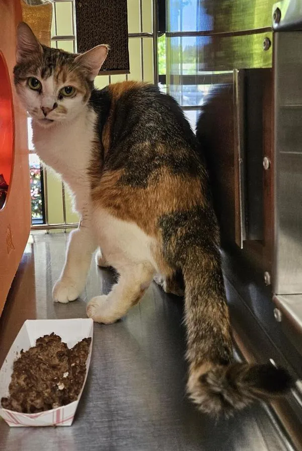 An adult small-sized female Domestic Short Hair cat named Mari for adoption in Vancouver, WA
