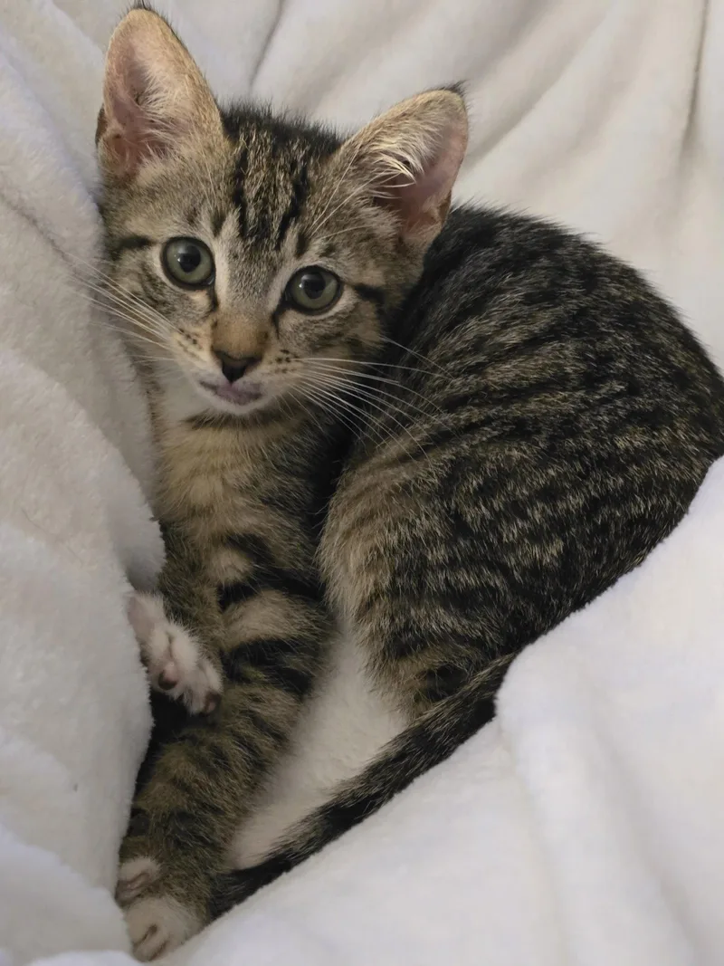 Monty