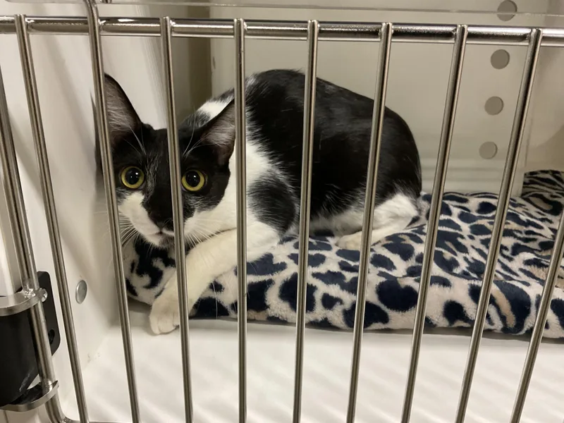A young large-sized female Domestic Short Hair cat named Monkey for adoption in Ontario, CA