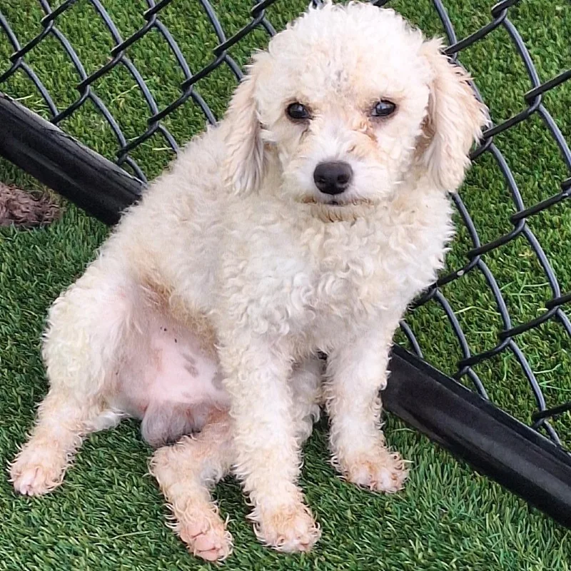 An adult medium-sized male Poodle dog named Jax for adoption in LOXAHATCHEE, FL