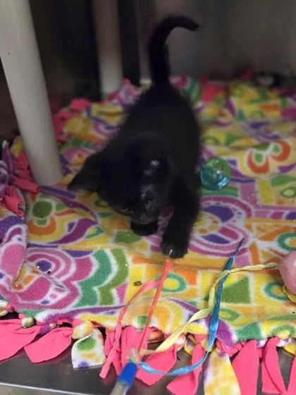 A baby small-sized female Domestic Short Hair cat named Dorothy for adoption in Westland, MI