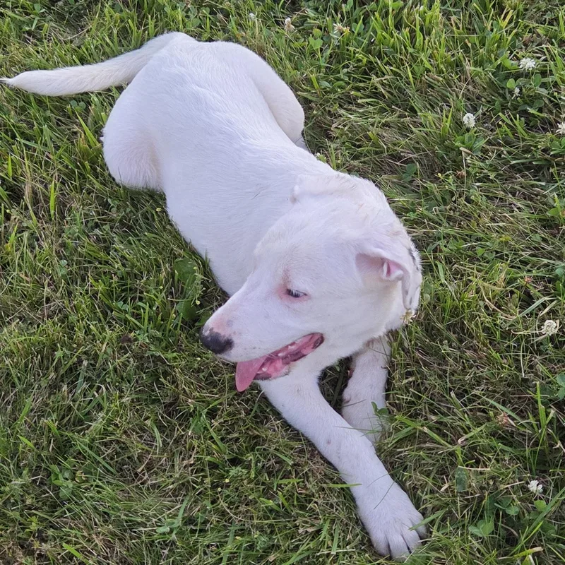 A baby medium-sized female White / Cream German Shepherd Dog dog named Trixie for adoption in Muncie, IN
