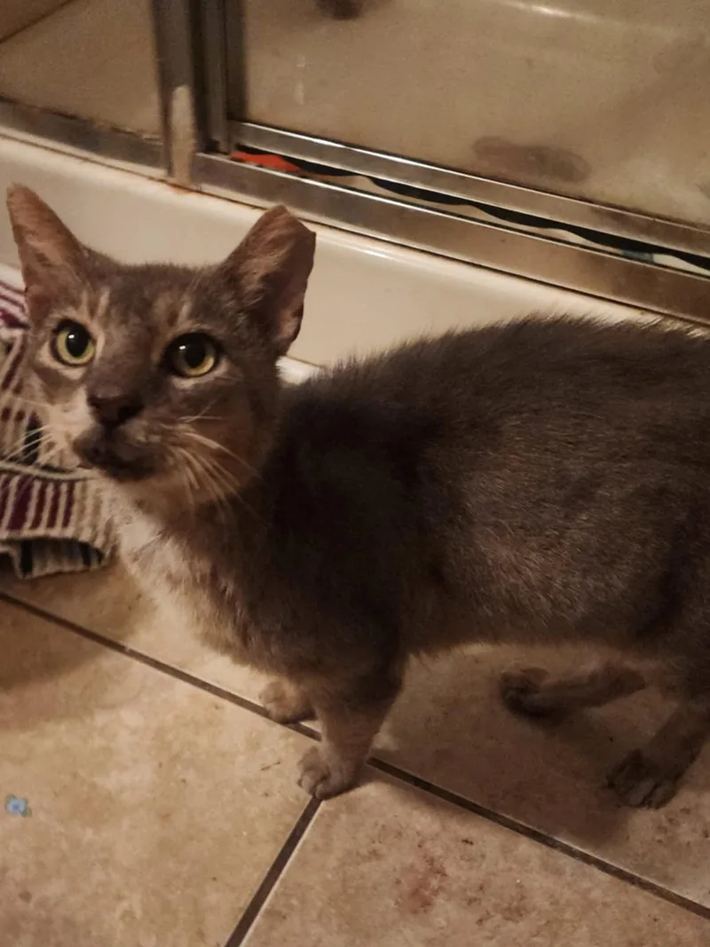 Steely Dan thumbnail 2