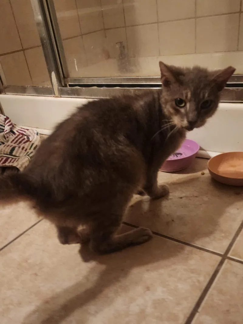 Steely Dan thumbnail 3