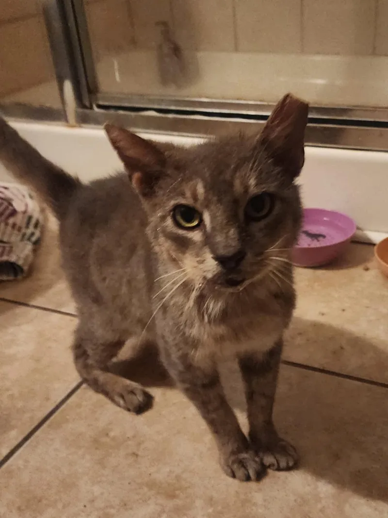 Steely Dan thumbnail 4