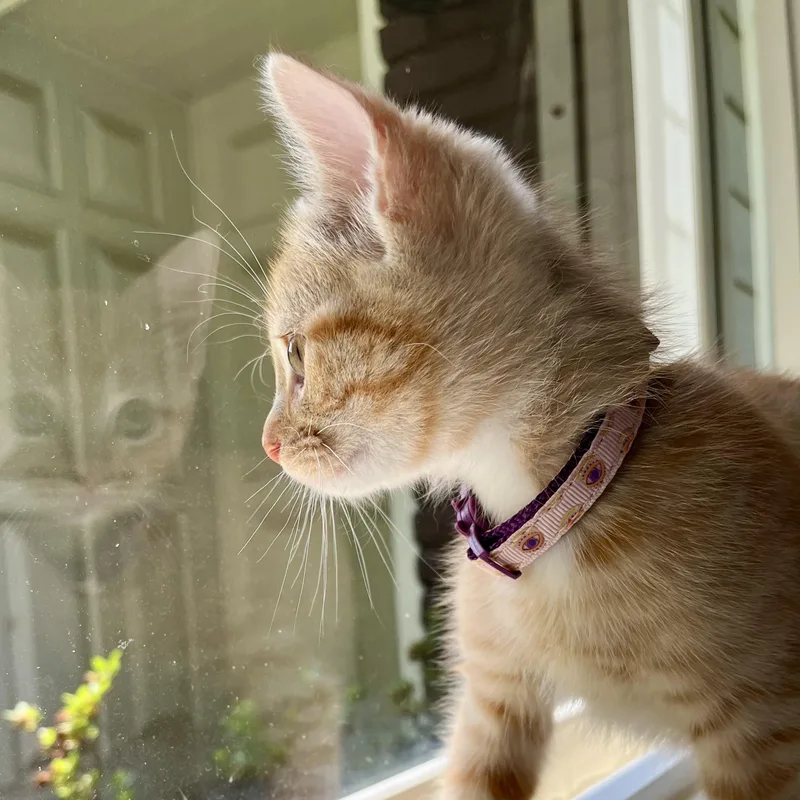 A baby medium-sized female Tabby (Orange / Red) Domestic Short Hair cat named Petal for adoption in Memphis, TN