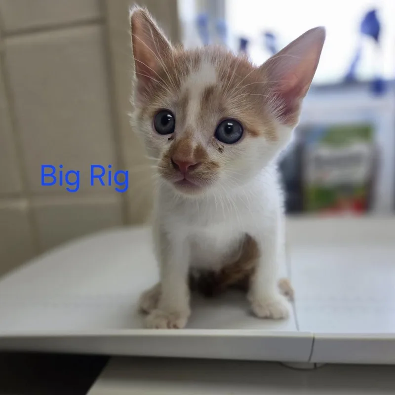 A baby small-sized male White Domestic Short Hair cat named Big Rig for adoption in Windsor, VA