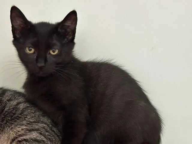 A baby small-sized female Domestic Short Hair cat named Navy for adoption in McKinleyville, CA