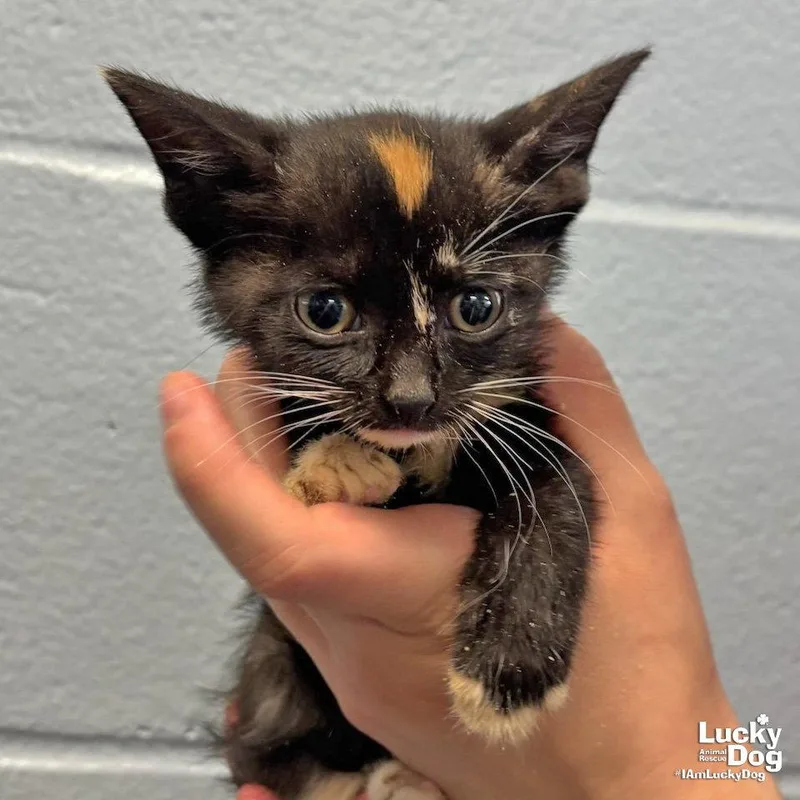 A baby medium-sized female Domestic Short Hair cat named Cove for adoption in Washington, DC