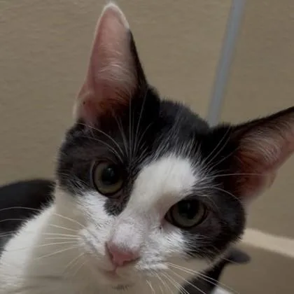 A baby medium-sized male Domestic Short Hair cat named Polo for adoption in Pleasanton, CA