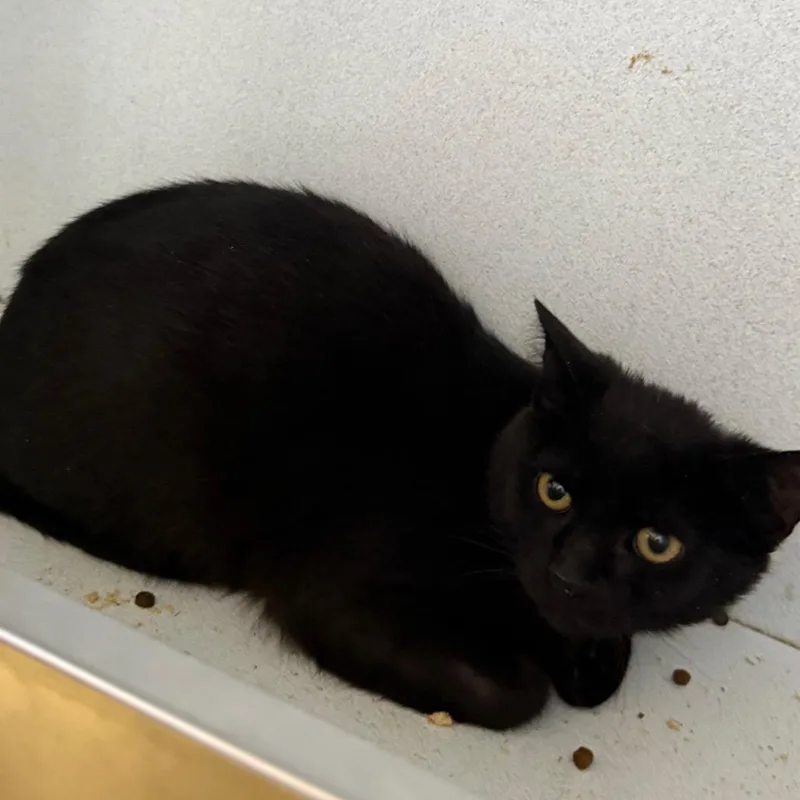 A young medium-sized male Black Domestic Short Hair cat named Eyes for adoption in New York, NY