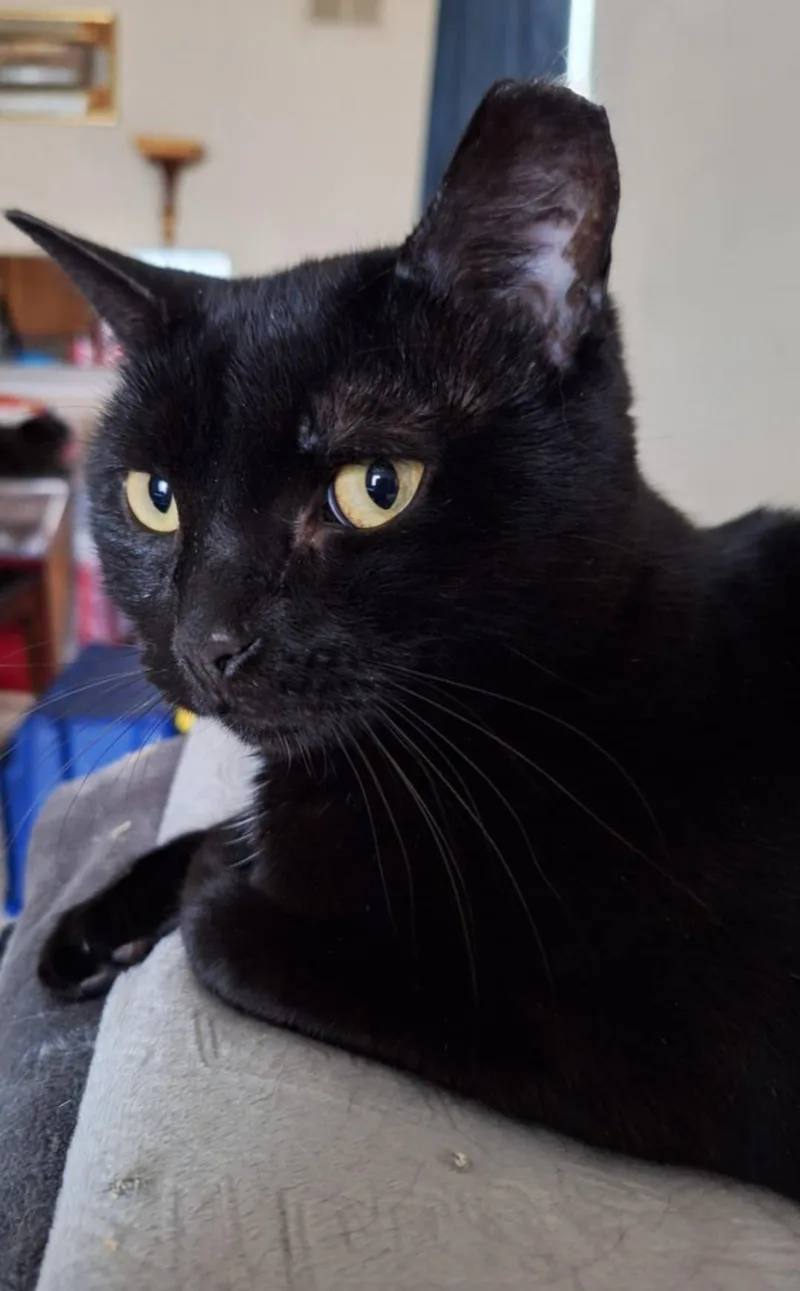 Morenita thumbnail 3