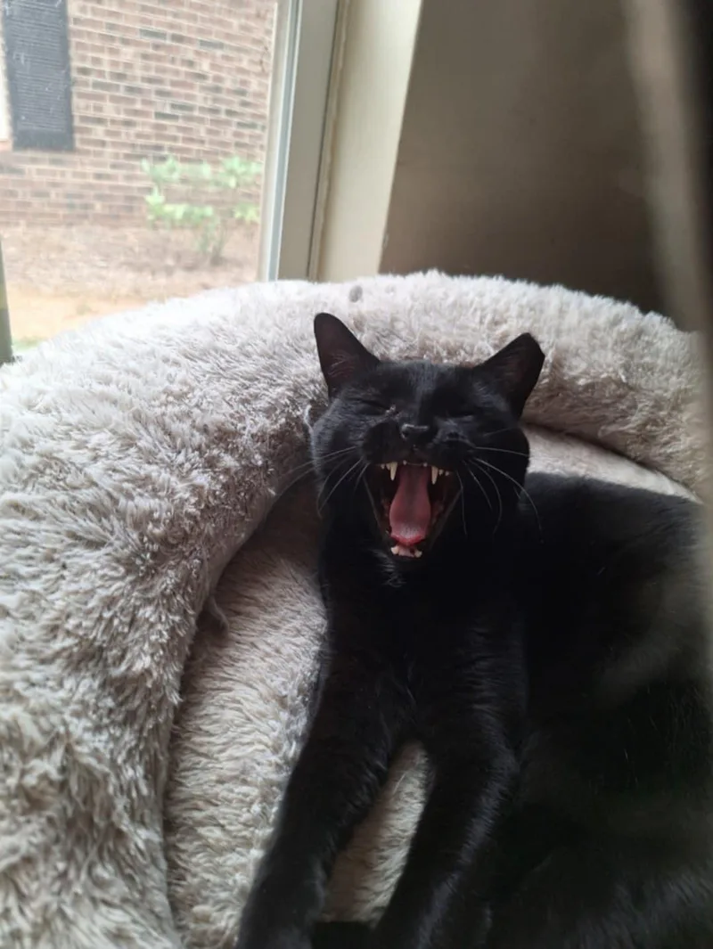 Morenita thumbnail 4