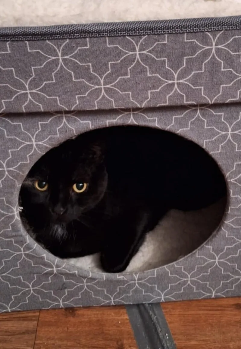 Morenita thumbnail 5