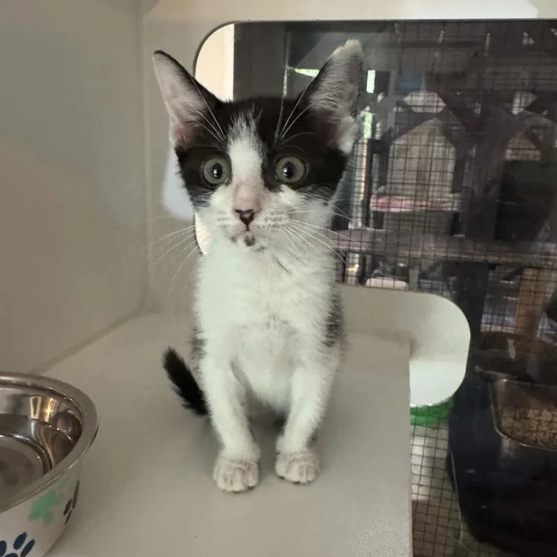 A baby small-sized female Black Domestic Medium Hair cat named Oreo for adoption in Seminole, FL