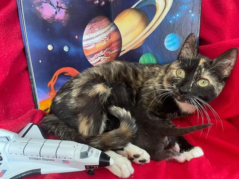 An adult medium-sized female Domestic Short Hair cat named Orion for adoption in Clarksville, TN