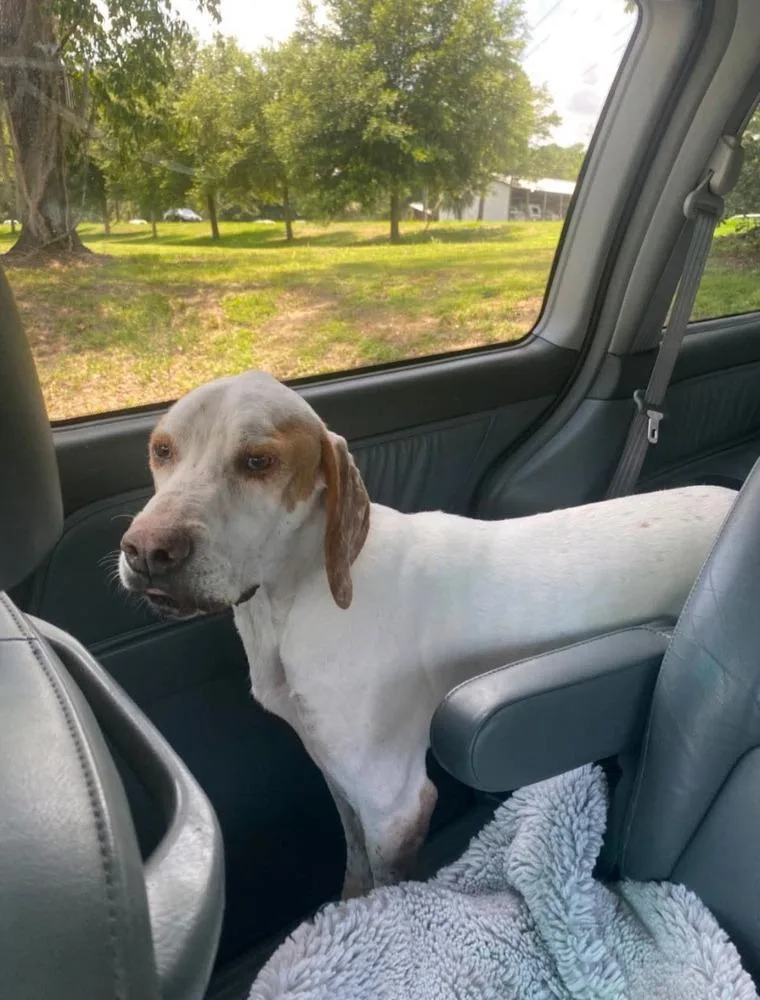 A senior medium-sized female English Pointer dog named Dot for adoption in Lakeland, FL