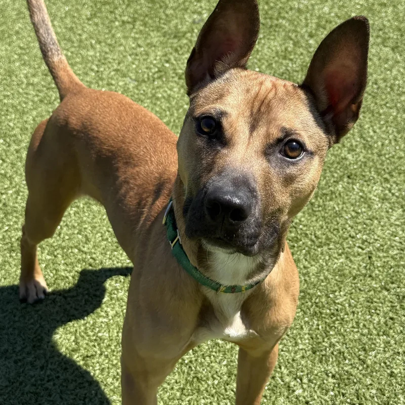 An adult medium-sized male Bicolor Pit Bull Terrier dog named Ruben for adoption in Columbus, OH