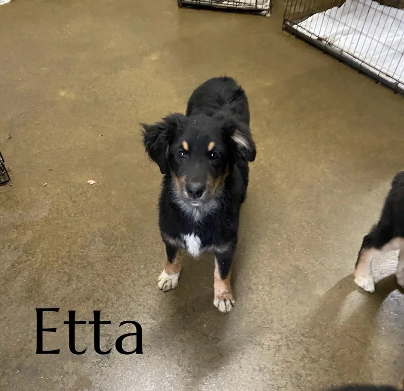 Etta thumbnail 2