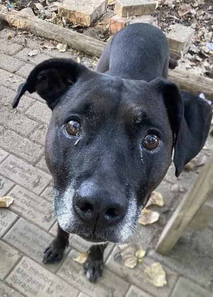 An adult large-sized female Mixed Breed dog named Chloe Marie for adoption in Hobart, IN