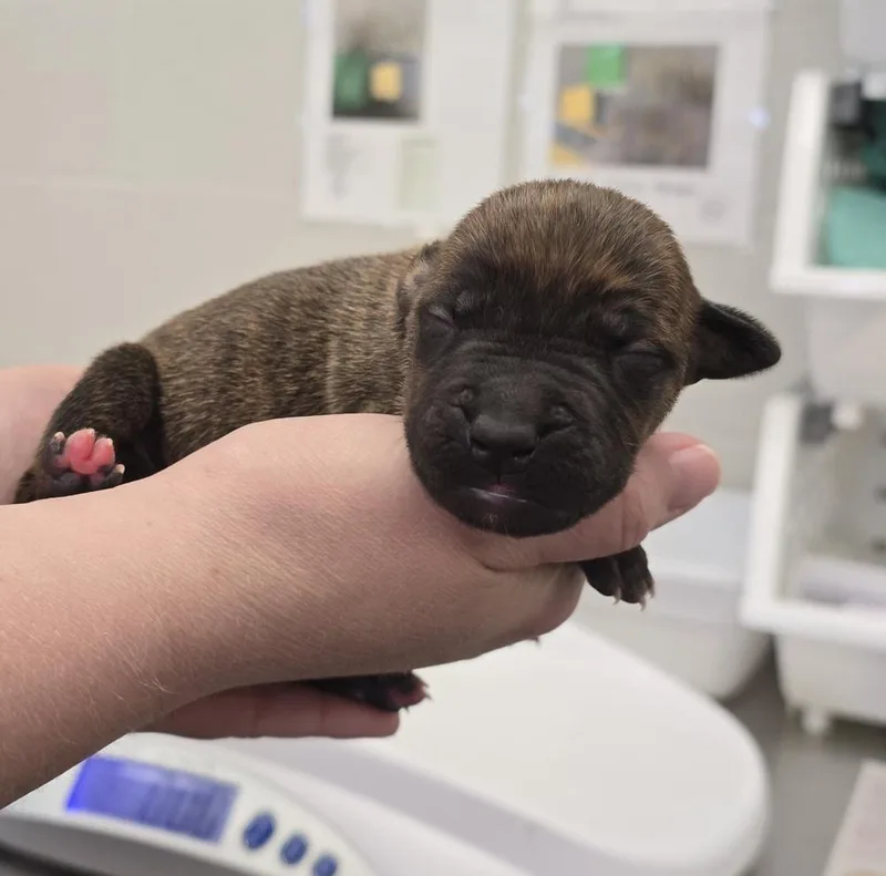 A baby small-sized male Brindle Terrier dog named Cabernet for adoption in Evansville, IN