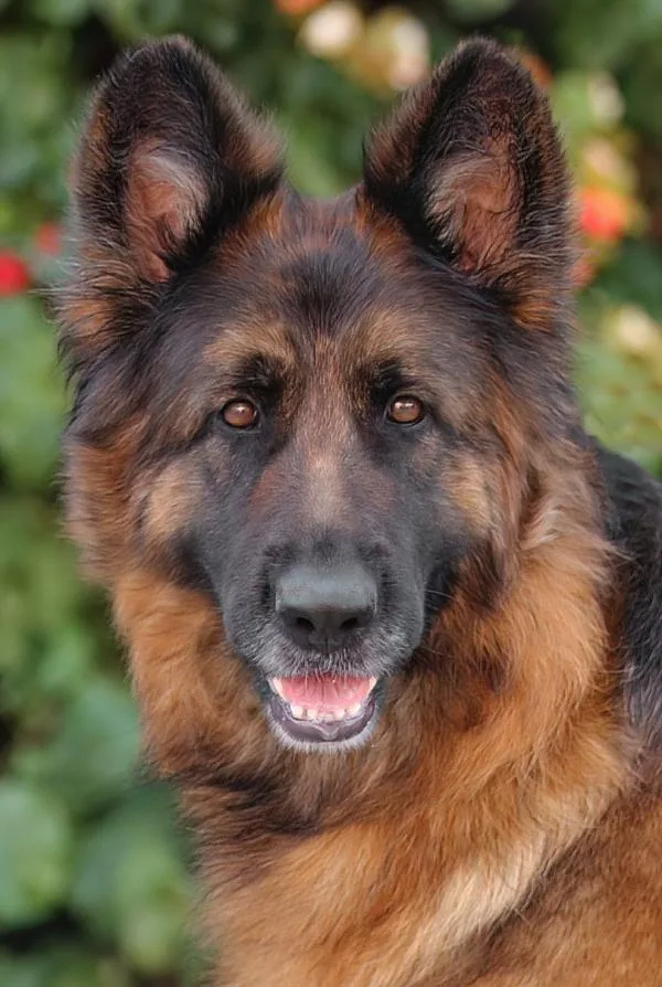 An adult large-sized female Black German Shepherd Dog dog named Lacey Von Merxheim for adoption in Los Angeles, CA