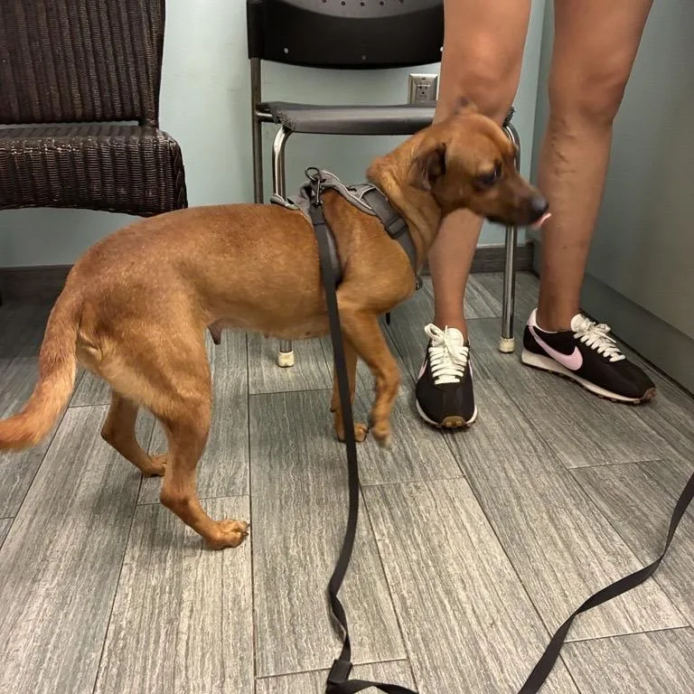 An adult small-sized female Mixed Breed dog named Poppy for adoption in Jacksonville, FL