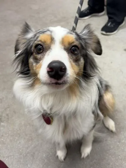 An adult small-sized female Australian Shepherd dog named Molly for adoption in West Chester, PA
