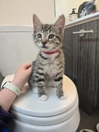A baby small-sized male Domestic Short Hair cat named Prince for adoption in Bellevue, WA