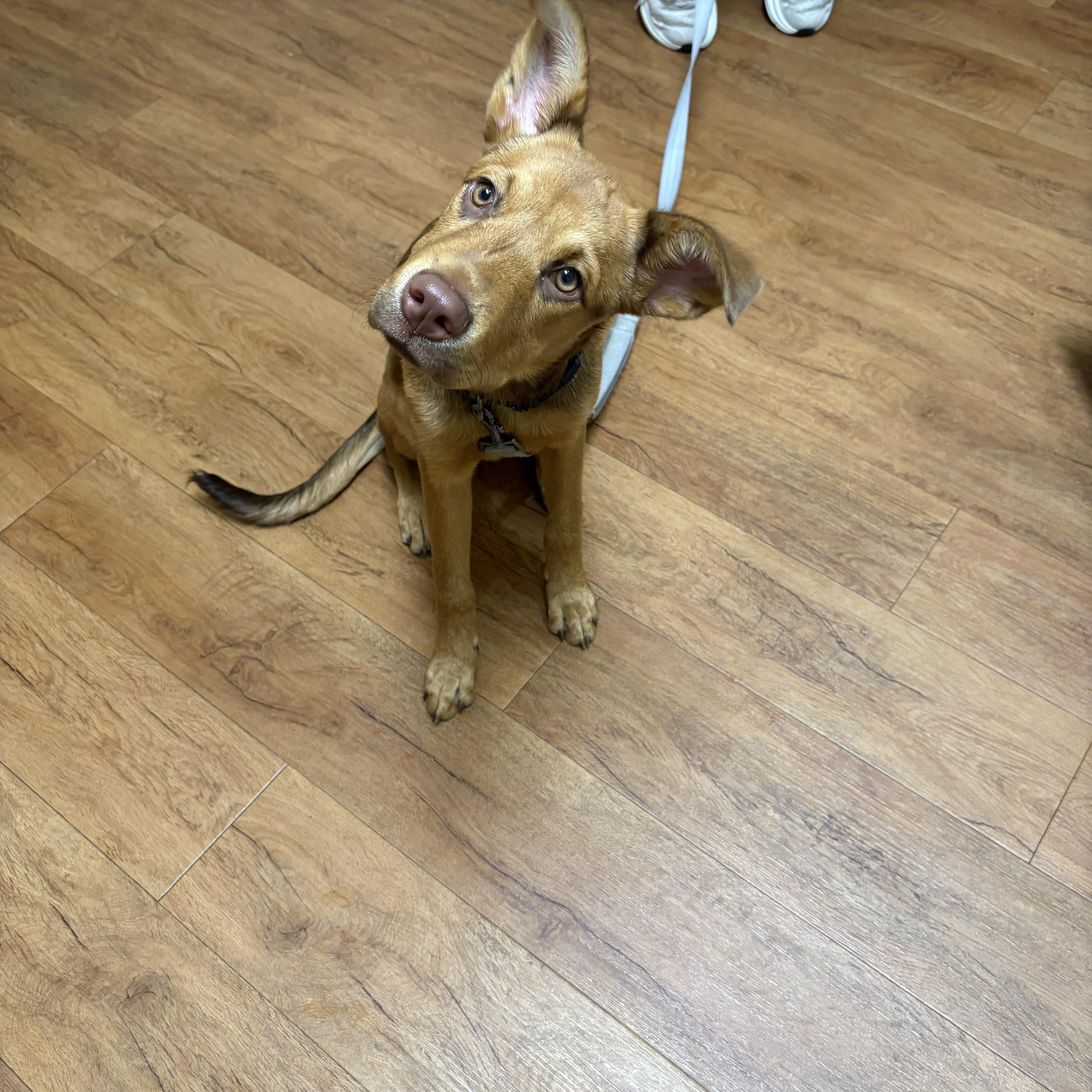 A young medium-sized female Australian Kelpie dog named Lexus for adoption in Dallas, TX