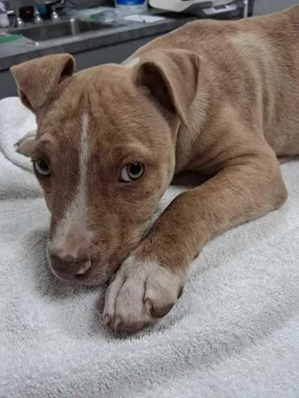 A baby medium-sized male Mixed Breed dog named Monopoly for adoption in Sevierville, TN
