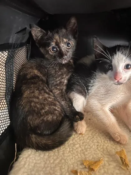 A baby small-sized female Domestic Short Hair cat named Pb for adoption in Honolulu, HI