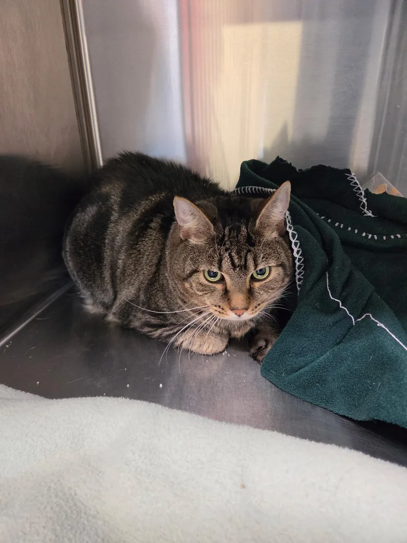 An adult large-sized male Tabby (Brown / Chocolate) Domestic Medium Hair cat named Abe for adoption in Fincastle, VA