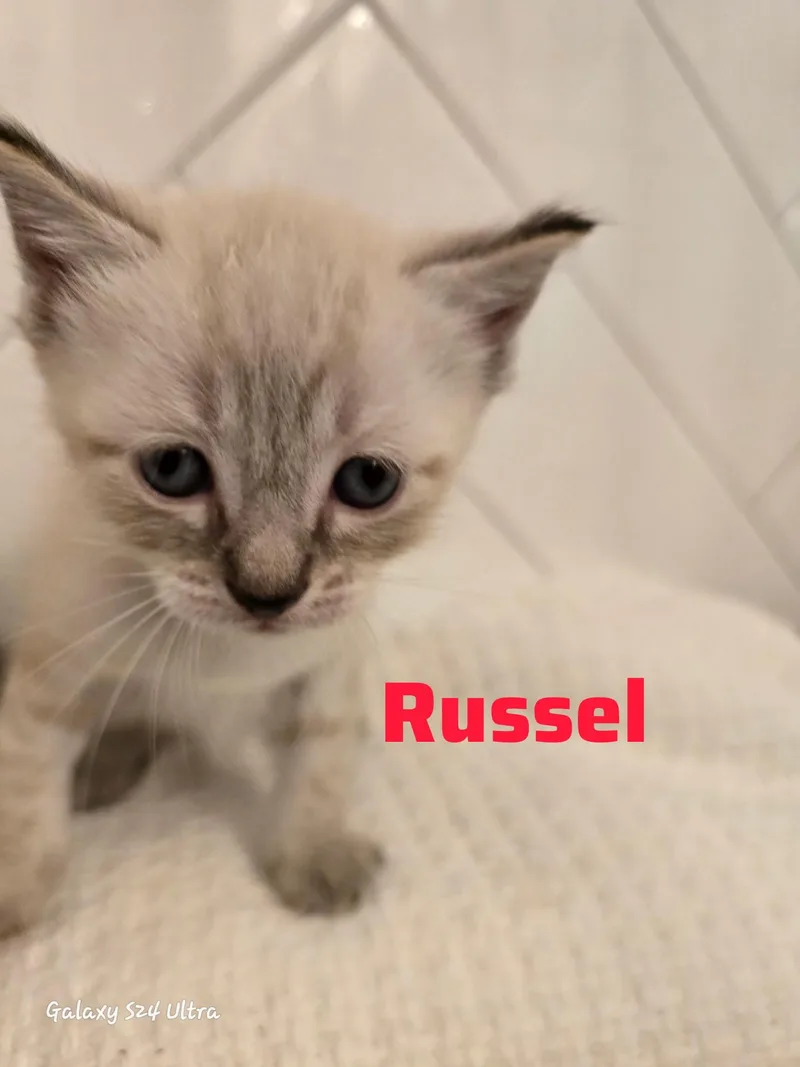Russel