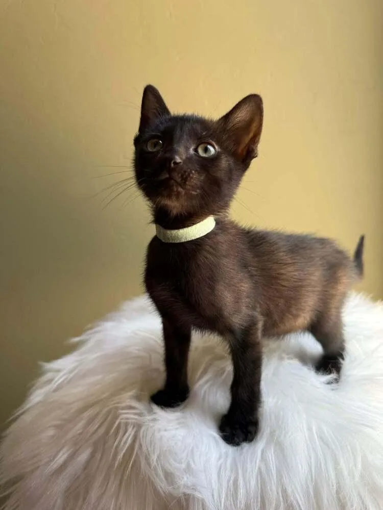 A baby small-sized male Black Domestic Short Hair cat named Chips Ahoy for adoption in tucson, AZ