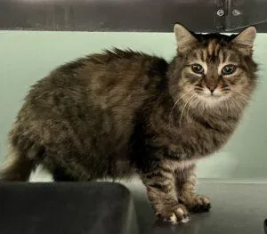 An adult medium-sized female Domestic Short Hair cat named Tulsa for adoption in Caribou, ME
