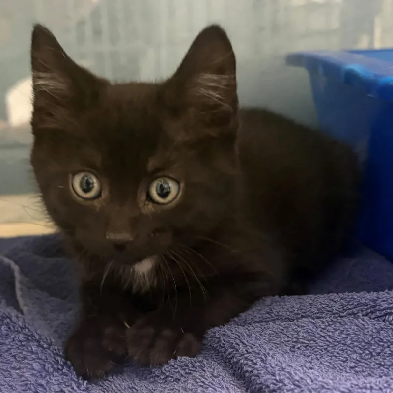 A baby small-sized female Black Domestic Medium Hair cat named Sour Dough for adoption in East Hanover, NJ