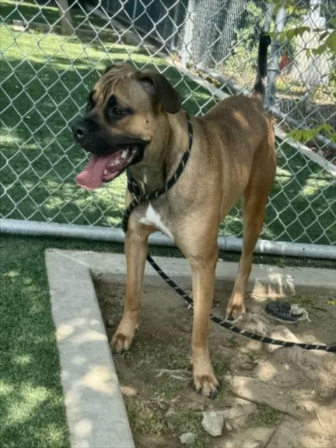 A young large-sized female Boxer dog named Kona for adoption in Chatsworth, CA